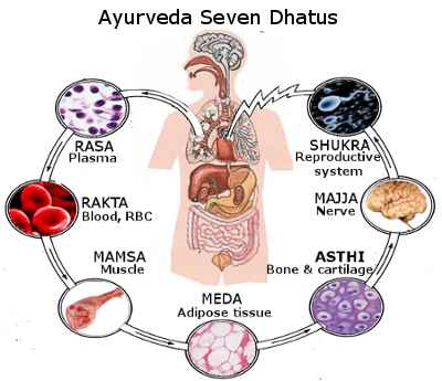 ayurveda-seven-dhatus.jpg
